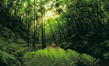 images of fern gully