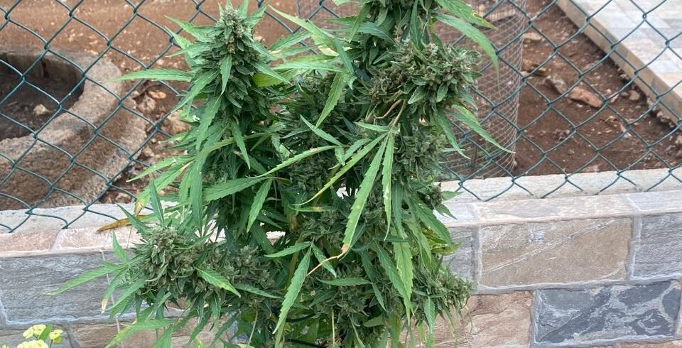 Image of a marijuana tree